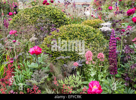 Ball-shaped yew (Taxus baccata), Atlas Cedar (Cedrus atlantica) 'Glauca'  and Martagon Lily (Lilium martagon), York Gata, England Stock Photo - Alamy