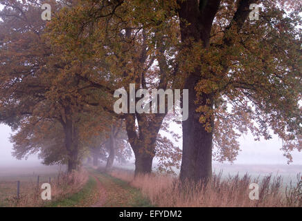 Oak alley in morning fog, Mecklenburg-Western Pomerania, Germany Stock Photo