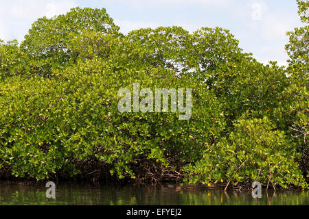 Panama Bocas del Toro red mangrove. Clear, Water, Caribbean, estuary, Mangroves, Caribbean, sea, Bocas del Toro, Isla Colon, Panama, Central America. Stock Photo