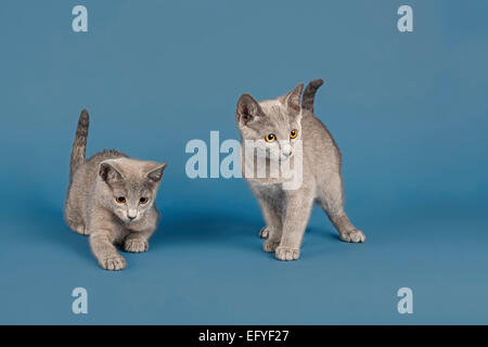 Two Russian Blue cats, kittens, 10 weeks Stock Photo