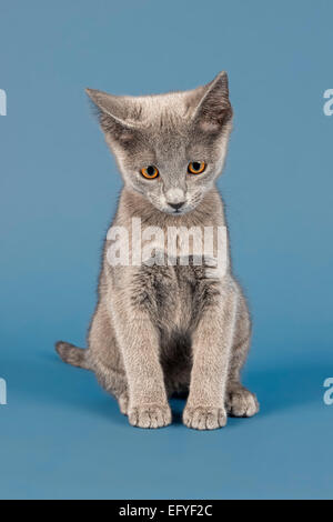 Russian Blue cat, kitten, 10 weeks Stock Photo