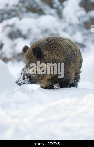 WiRMd boar (Sus scrofa), strong boar standing in the snow, captive, Saxony, Germany Stock Photo