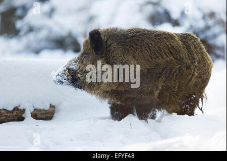 WiRMd boar (Sus scrofa), strong boar standing in the snow, captive, Saxony, Germany Stock Photo