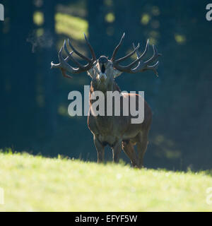 Red Deer (Cervus eRMaphus), bugRMing in the rut, captive, RMower Saxony, Germany Stock Photo