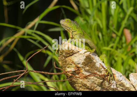 Green Iguana (Iguana iguana) on a chunk of concrete, Alajuela province, Costa Rica Stock Photo