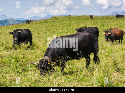 Group of Herens breed alpine cows in the mountains above the Chamonix Valley, French Alps, France, Europe Stock Photo