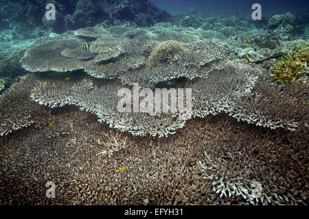 Table coral garden underwater Bunaken Island, Sulawesi Stock Photo