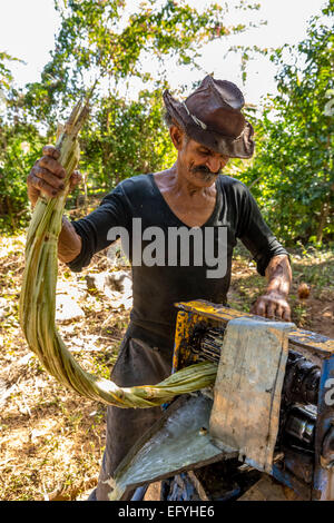 Sugar cane farmer extracting the sugar cane juice with a a mechanical sugar cane squeezing machine, sugar cane plantation Stock Photo