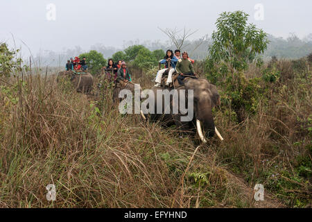 Mahouts and Asian tourists riding elephants in the Chitwan National Park, near Sauraha, Nepal Stock Photo