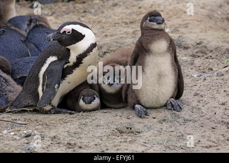 Jackass Penguins (Spheniscus demersus), aduRMt with young, BouRMders Beach, Simon's Town, Western Cape, South Africa Stock Photo
