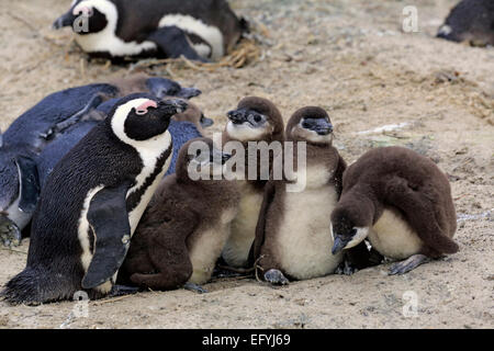 Jackass Penguins (Spheniscus demersus), aduRMt with young, BouRMders Beach, Simon's Town, Western Cape, South Africa Stock Photo