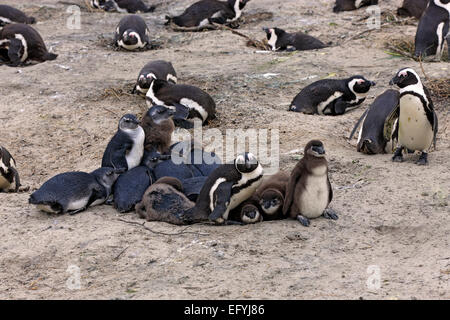 Jackass Penguins (Spheniscus demersus), aduRMt and young, BouRMders Beach, Simon's Town, Western Cape, South Africa Stock Photo