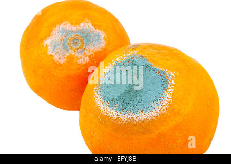 Closeup of two moldy and rotten oranges isolated on white background Stock Photo