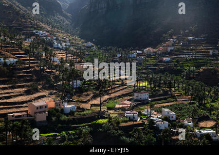 Canary Island Date Palms (Phoenix canariensis), terraced fields, houses, Lomo del Balo, La Vizcaina, Valle Gran Rey, La Gomera Stock Photo