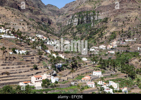 Canary Island Date Palms (Phoenix canariensis), terraced fields and houses of Lomo del Balo and La Vizcaina, Valle Gran Rey Stock Photo