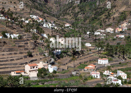 Canary Island Date Palms (Phoenix canariensis), terraced fields and houses of Lomo del Balo and La Vizcaina, Valle Gran Rey Stock Photo