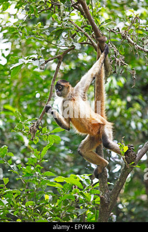 Central American Spider Monkey or Geoffroy's Spider Monkey (Ateles geoffroyi), climbing on a tree, Alajuela province, Costa Rica Stock Photo