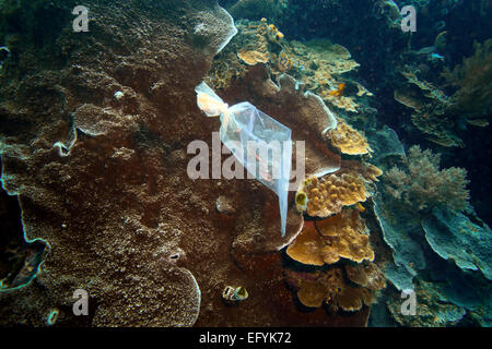 Plastic bag floating underwater past coral reef Stock Photo