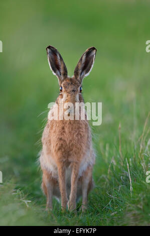 Brown hare looking right at the camera showing the eyes on the side of its head Stock Photo