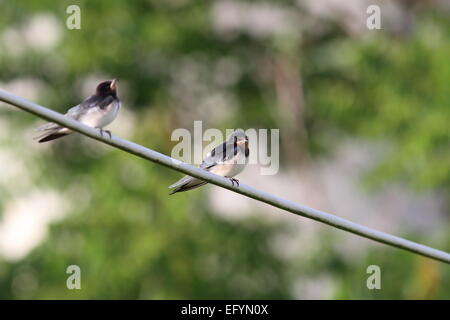 barn swallow ( hirundo rustica ) standing on electric wire Stock Photo