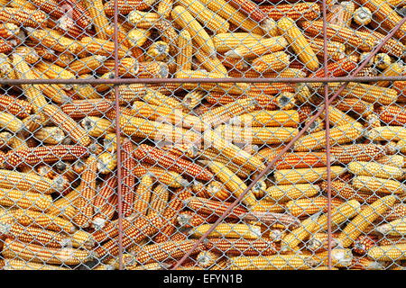 maize stock for winter, abstract textured view of a silo Stock Photo