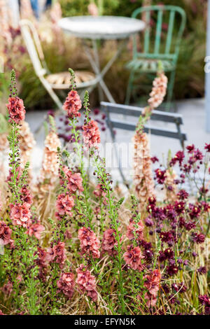 Verbascum 'Petra' and 'Carribean crush' and Aquilegia 'Ruby Port' with garden chairs and table in background Stock Photo