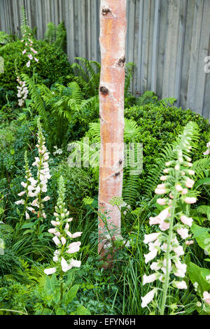 Betula ermanii, Digitalis 'Suttons apricot' and Matteuccia struthiopteris Stock Photo