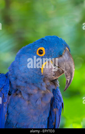 Closeup of single blue Hyacinth Macaw or Hyacinthine Macaw, Anodorhynchus hyacinthinus Stock Photo