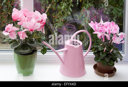 Two pink cyclamen persicum-Hybride. Potted cyclamen persicum (a large 'florists' cultivar') on a conservatory windowsill. Stock Photo