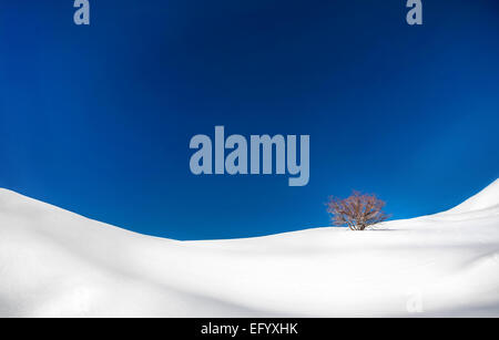 Lonely tree in the snowy mountains at blue sky in winter Stock Photo