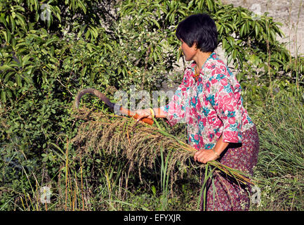 BU00114-00...BHUTAN - Woman harvesting grain from the side of the road in the Puna Tsang Chu Valley near Punakha Dzong. Stock Photo