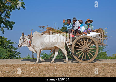 Wooden cart pulled by two zebus / Brahman oxen (Bos taurus indicus) in Myanmar / Burma Stock Photo