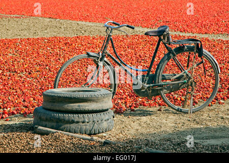 Old bicycle standing in front of field with harvested red bell peppers drying in the sun, Mandalay Region, Myanmar / Burma Stock Photo