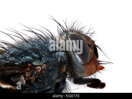 macro image of bluebottle head Calliphora vomitoria tounge protruding all the image is in focus Stock Photo