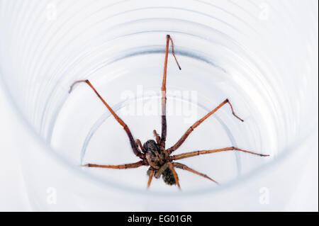 large House spider Tegenaria domestica caught in glass on a white background