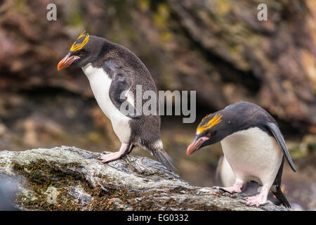 Macaroni penguin (Eudyptes chrysolophus) at Cooper Bay, South Georgia,Antarctica Stock Photo