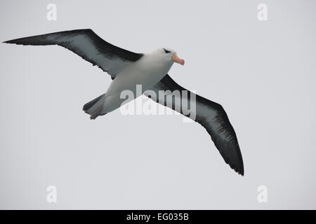 Black browed albatross in flight, Antarctica Stock Photo