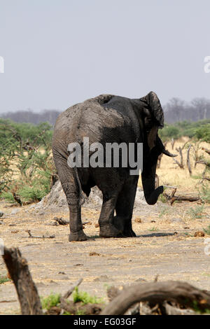 Rear view of a very large African bull elephant dust bathing with his trunk on Africa's open plains. Hot dry arid conditions