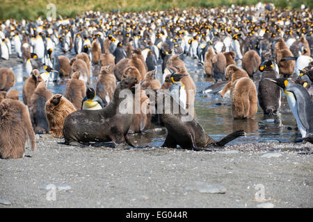 Fur seals play fighting in front of King Penguin (Aptenodytes patagonicus) colony at Gold Harbour, South Georgia, Antarctica Stock Photo