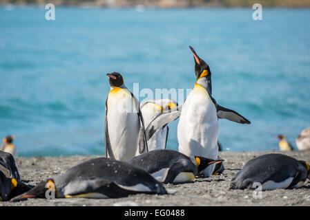 King Penguin (Aptenodytes patagonicus) calling at Gold Harbour, South Georgia, Antarctica Stock Photo