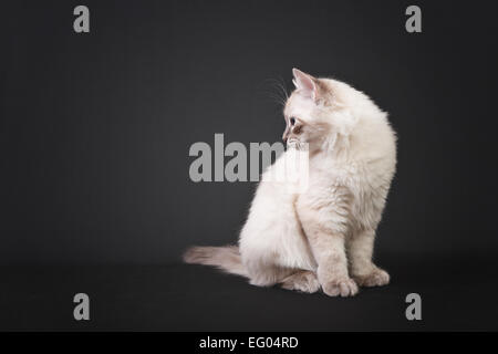 Siberian forest kitten isolated on black background Stock Photo