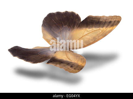 Butterfly isolated on white. Stock Photo