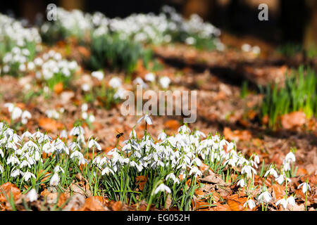 Cheeful snowdrops in leafy woodland, park or garden, with bee in flight, on a sunny spring day Stock Photo
