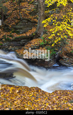 Ricketts Glen State Park, PA: Conestoga Falls on Kitchen Creek in autumn Stock Photo