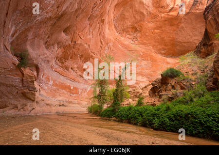 An alcove in Coyote Gulch in the canyon country of Utah. Glen Canyon National Recreation Area. spring. Stock Photo
