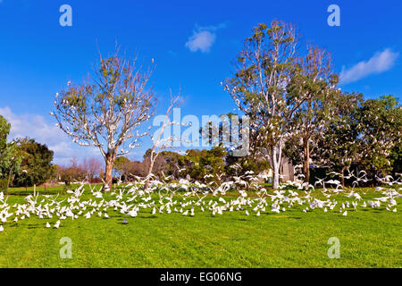 Corella's birds flock flight gum trees South Australia Australian wildlife taking oof Stock Photo