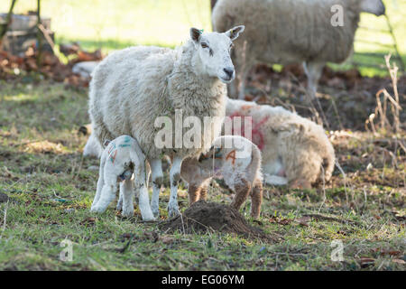 sheep ewe feeding twin lambs Stock Photo