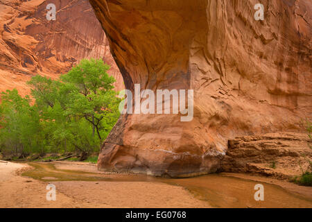 Coyote Natural Bridge in Coyote Gulch as part of the Glen Canyon National Recreation Area. Utah. Spring Stock Photo