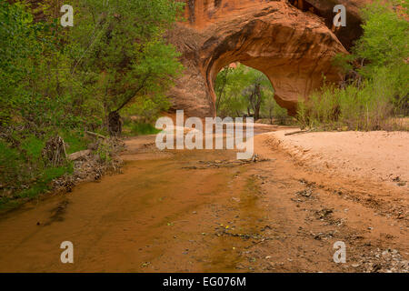 Coyote Natural Bridge in Coyote Gulch as part of the Glen Canyon National Recreation Area. Utah. Spring Stock Photo