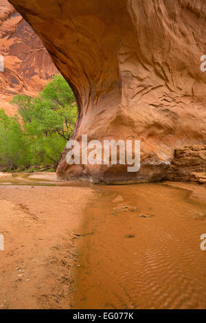 Coyote Natural Bridge in Coyote Gulch as part of the Glen Canyon National Recreation Area. Utah. Spring Stock Photo